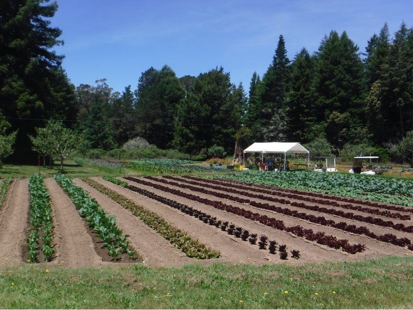 Farm in Mendocino County