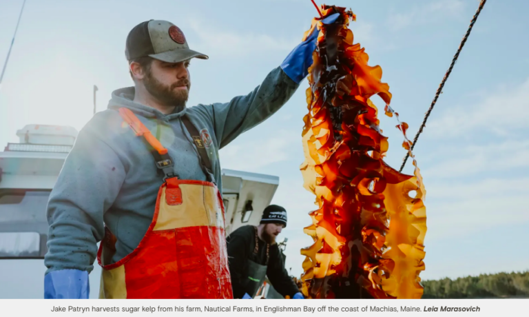 Harvesting kelp